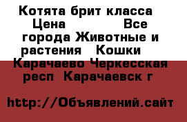 Котята брит класса › Цена ­ 20 000 - Все города Животные и растения » Кошки   . Карачаево-Черкесская респ.,Карачаевск г.